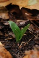Ophrys_apifera_12